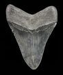Serrated, Megalodon Tooth - Georgia #72807-2